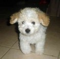 /album/photo-gallery-animais/toy-poodle-jpg1/