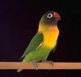 /album/photo-gallery-animais/agapornis-jpg/