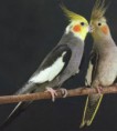 /album/photo-gallery-animais/calopsita-jpg/